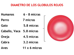 Globulo rojo