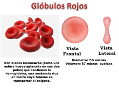 Globulo rojo forma