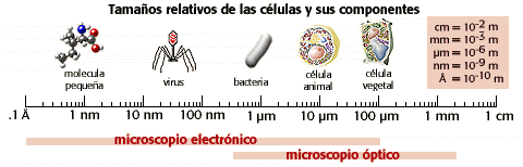 tamaño