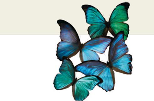 Descripción: Descripción: mariposas azules cabeceras