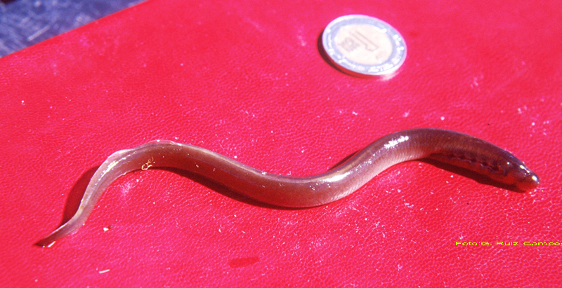 Lamprey tridentata